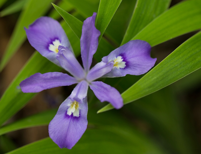 Dwarf Crested Iris    