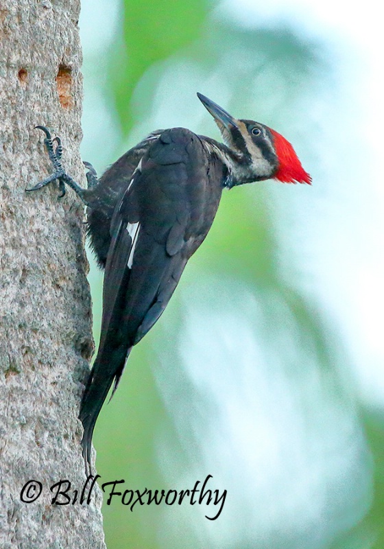 Pileated woodpecker Side View