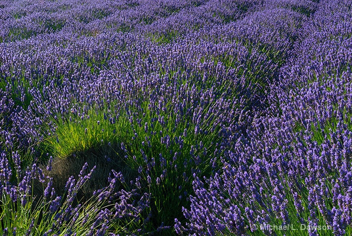 Lavender Rows