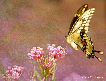 Yellow Tiger Swallowtail