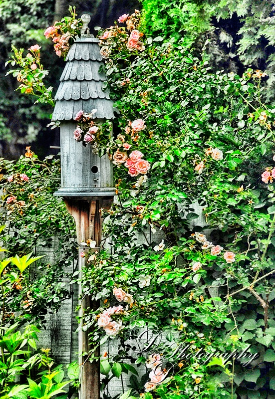 Roses & Birdhouse