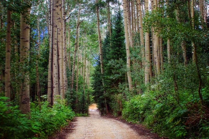 ~ RIDE THROUGH THE ASPENS ~