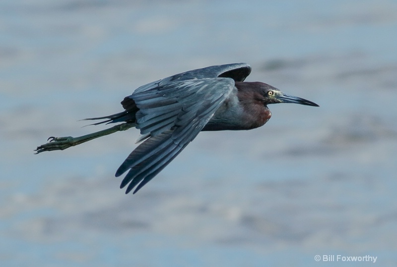 Little Blue Heron Flying By
