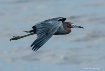 Little Blue Heron...