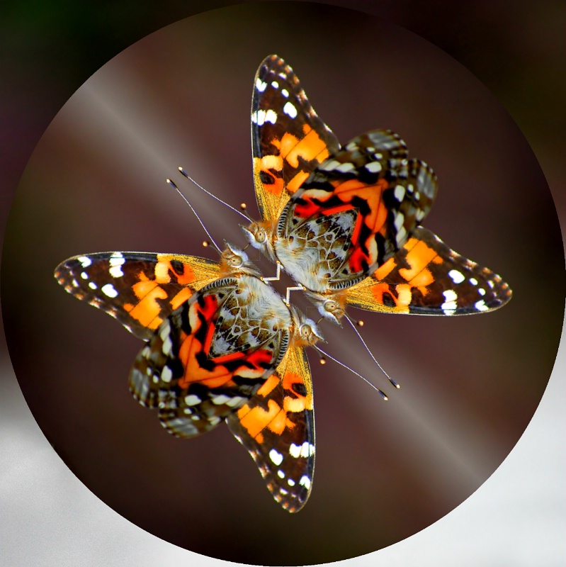 Kalidescope Butterfly