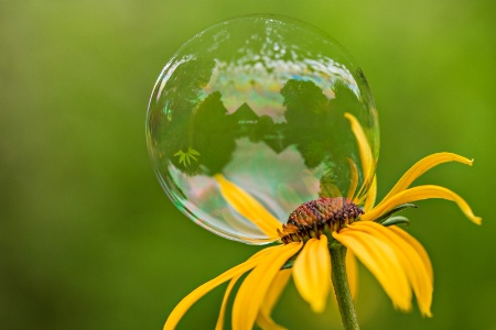 Gazebo in a Bubble