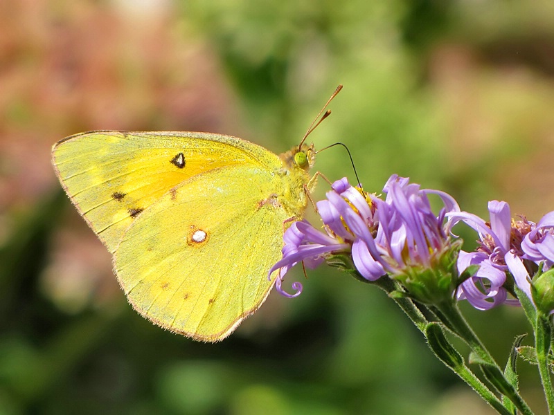 Yellow Sulphur Butterfly