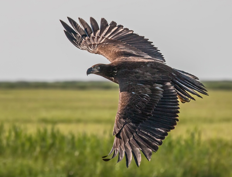 Immature Bald Eagle Over the Marsh    