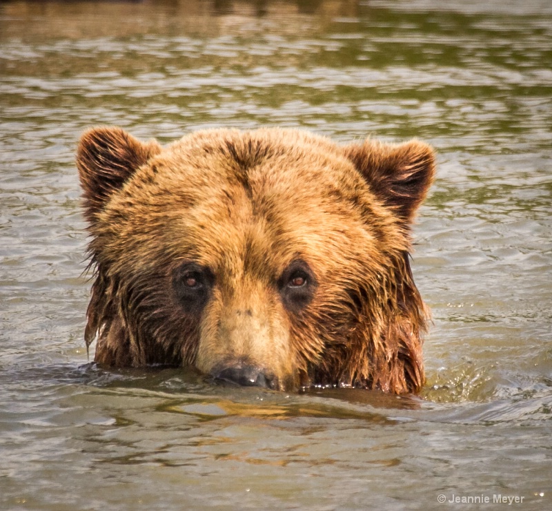Brown Bear on the Trail of Blue Ice in Alaska