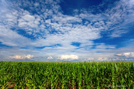 Colorado Corn