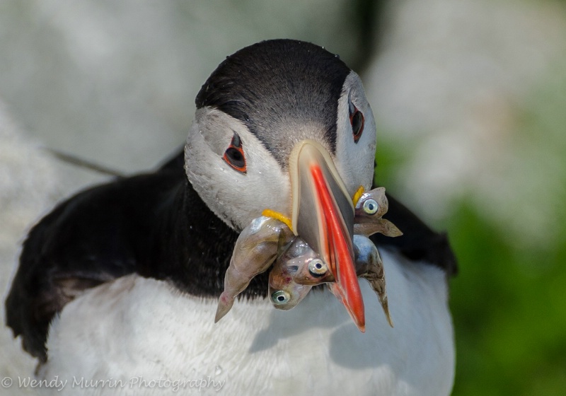 Puffin with a mouthful