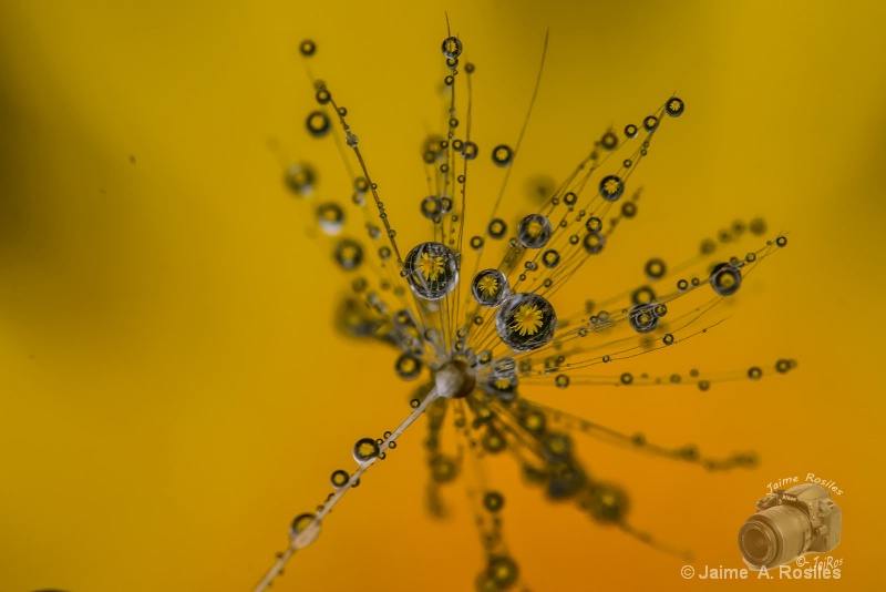 Drops on Dandelion Seed 