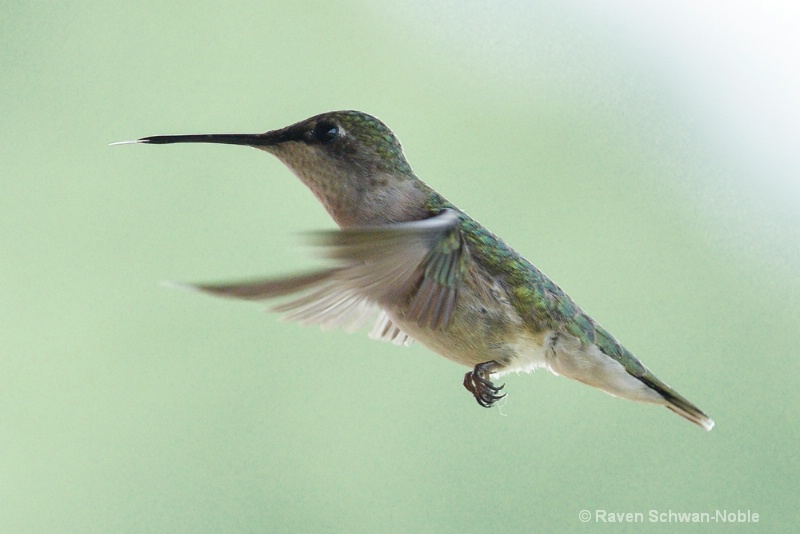 Ruby-throated Hummingbird - ID: 14604284 © Raven Schwan-Noble