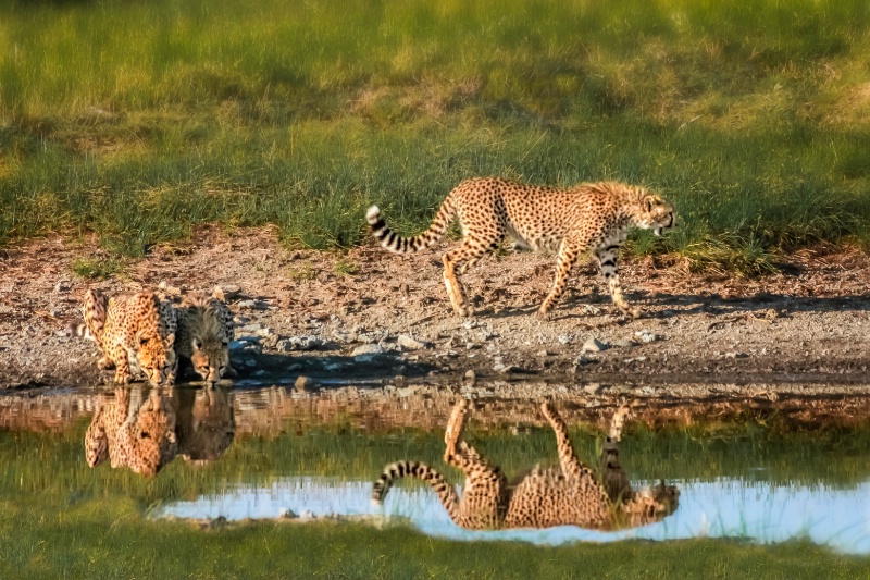 Cheetah Reflection 3