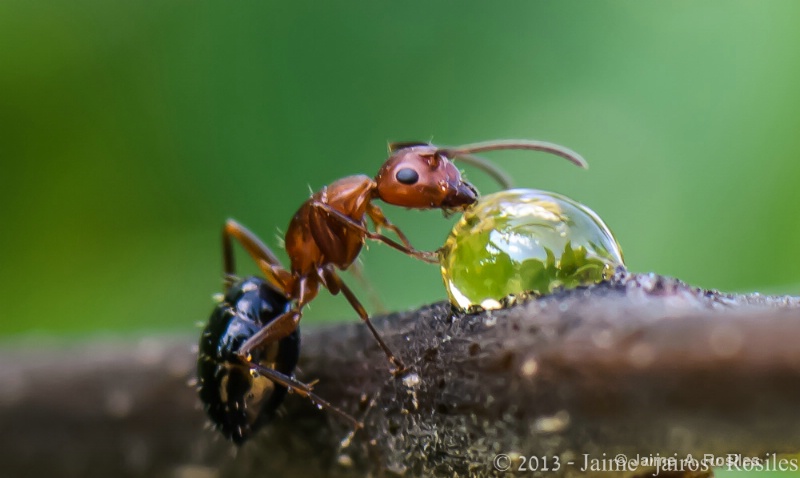 Ant Drinking 
