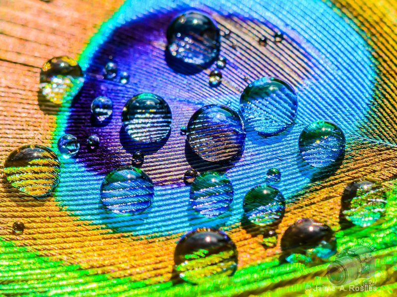 Macro Drops on Peacock Feather