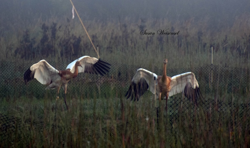 Juvenile Whooping Cranes
