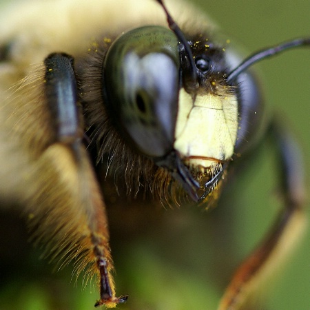Bugged-Eyed Bee