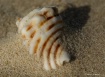 wind blown sand