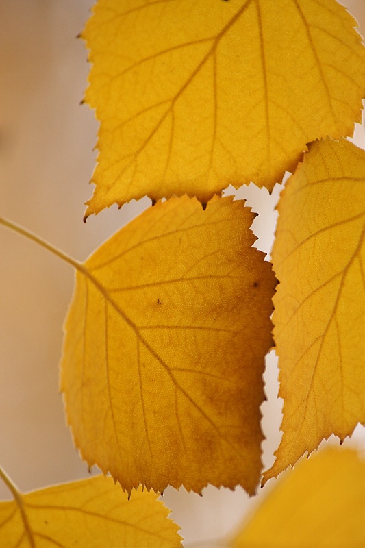 Birch leaves: edges and ribs