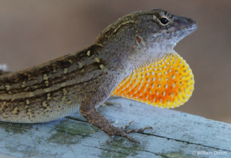 Florida Lizard Up-Close