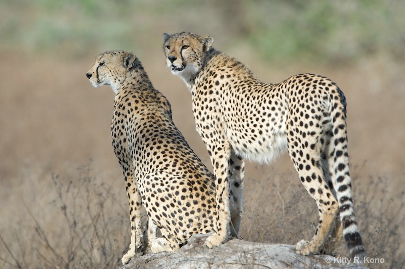 Cheetahs on the Lookout - ID: 14606350 © Kitty R. Kono