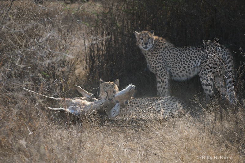 Cheetahs with Reedbuck
