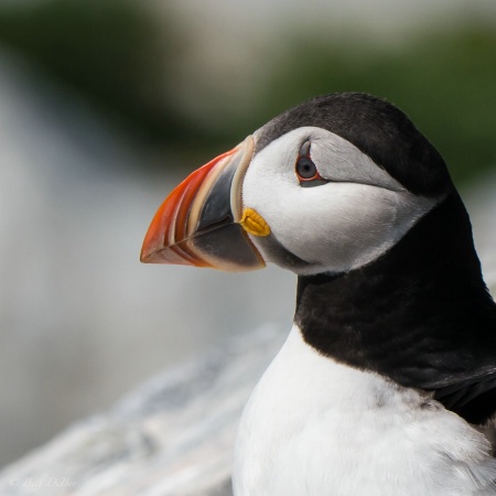 Portrait of an Atlantic Puffin