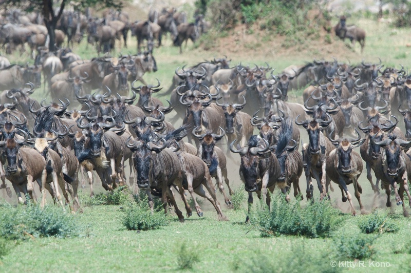 stampede of wildebeest  1  - ID: 14608069 © Kitty R. Kono