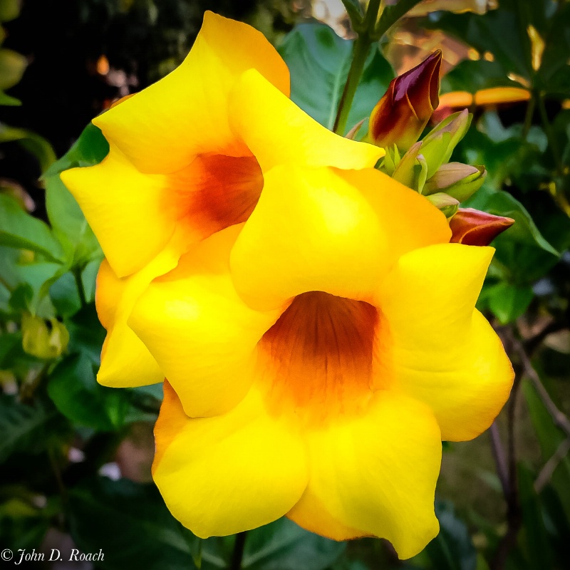 Yellow beauties - ID: 14608211 © John D. Roach