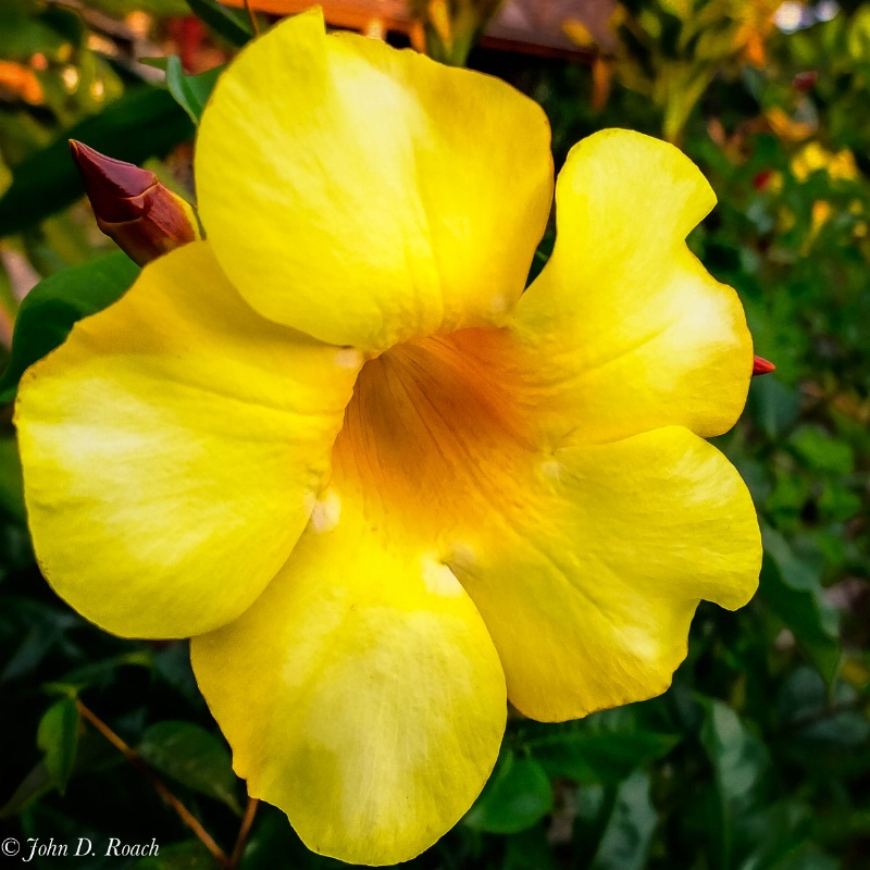 Yellow beauty - ID: 14608212 © John D. Roach