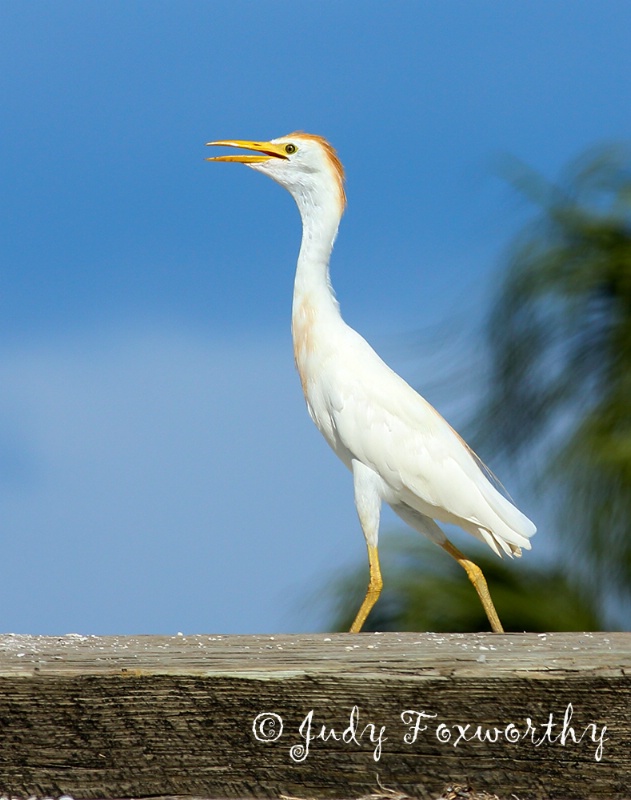Cattle Egret On The Prowl