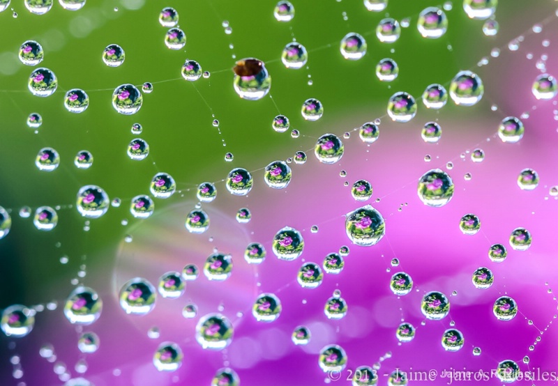 Drops on spider Web 