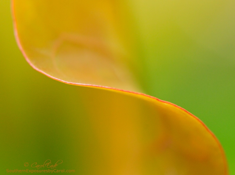 Seagrape Leaf II - ID: 14610013 © Carol Eade