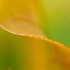 2Seagrape Leaf II - ID: 14610013 © Carol Eade