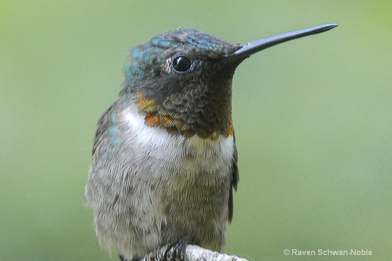 Ruby-throated Hummingbird 4 - ID: 14610606 © Raven Schwan-Noble