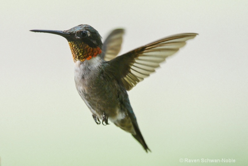 Ruby~throated Hummingbird 3 - ID: 14610608 © Raven Schwan-Noble