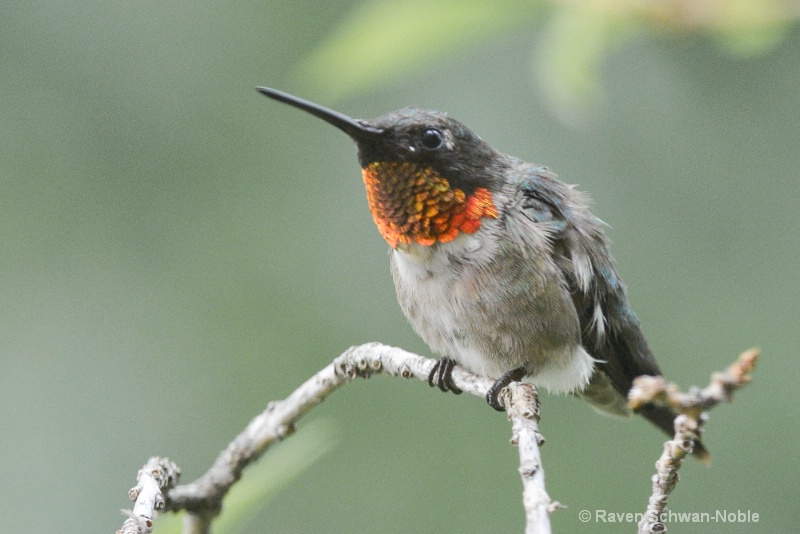 Ruby~throated Hummingbird 2 - ID: 14610610 © Raven Schwan-Noble