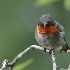 © Raven Schwan-Noble PhotoID# 14610612: Ruby~throated Hummingbird male