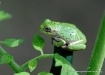 wee tree frog