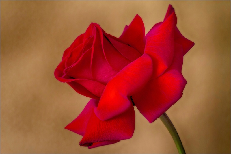 Red rose with love