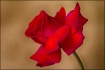 Red rose with lov...