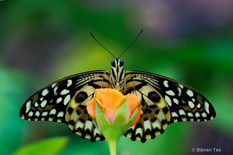 Butterfly on rose