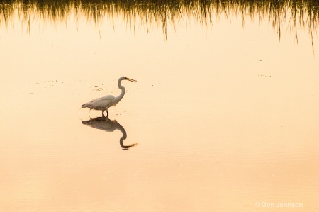 OBX Egret 323