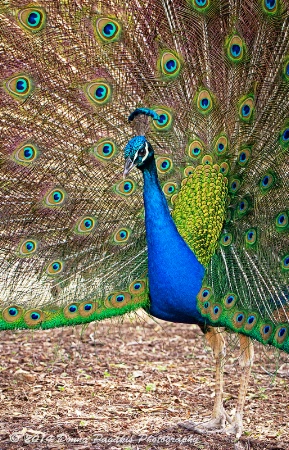 Proud Peacock