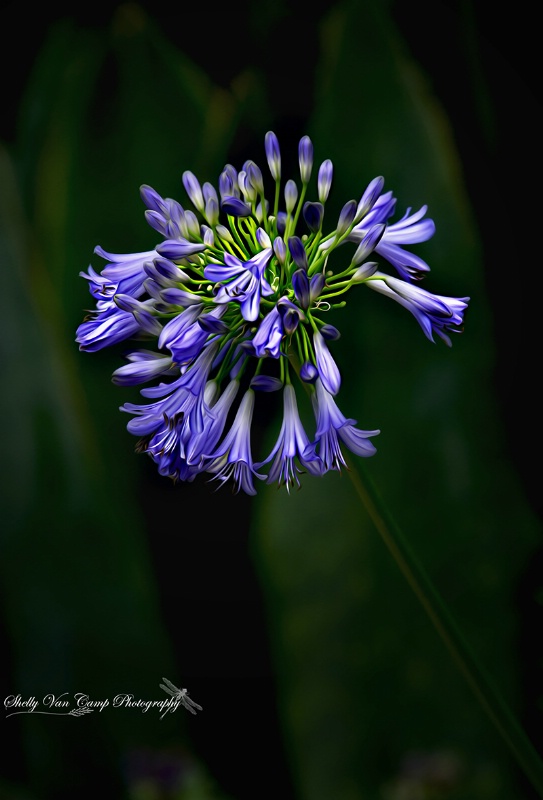 Pretty flower