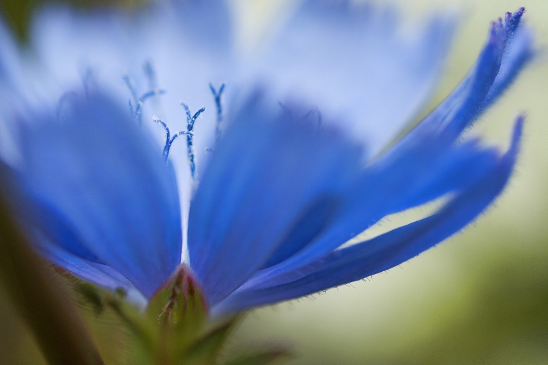 Chicory in August