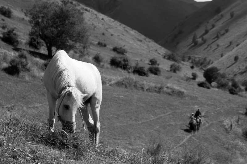 Pastures New - ID: 14614724 © Ilir Dugolli