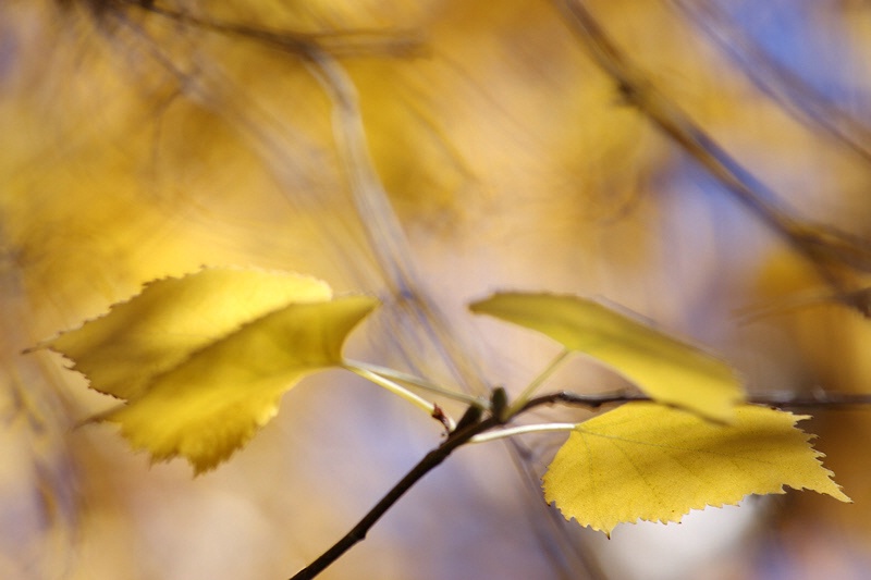 Birch leaves in the wind