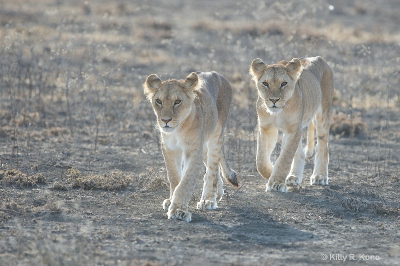 Lionesses in the Morning Light